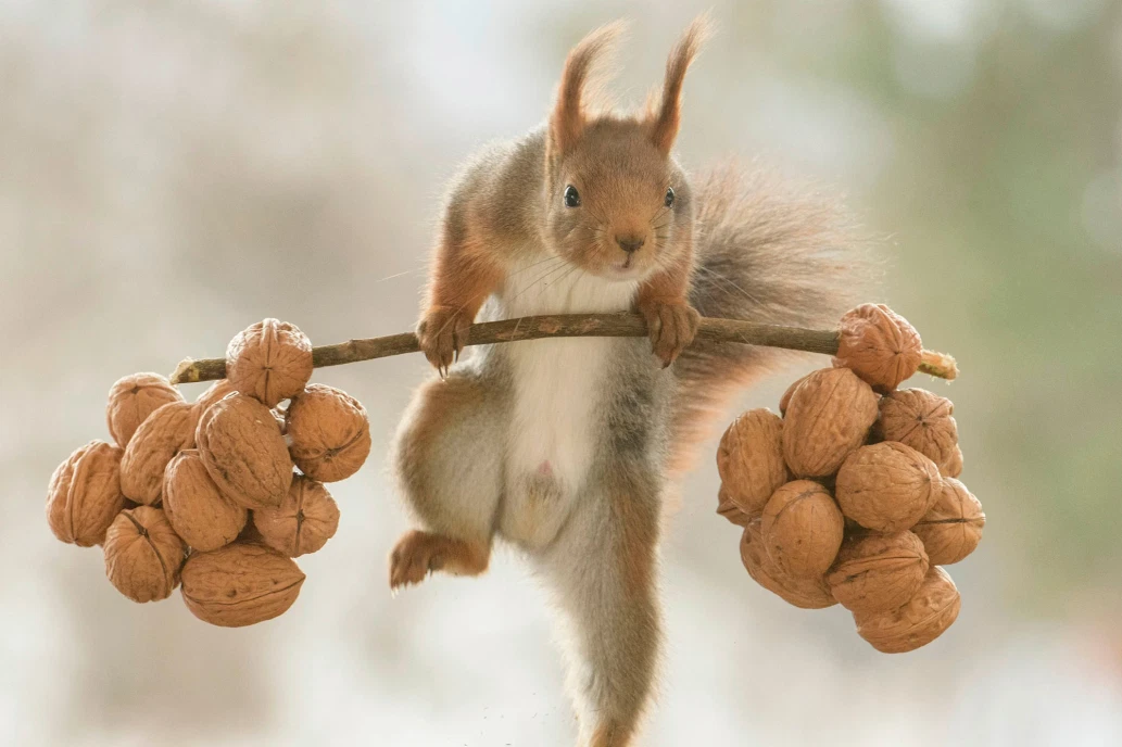 gym squirrel
