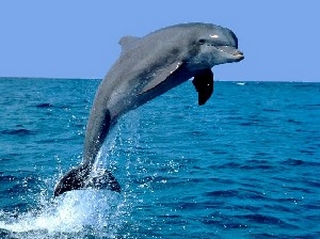 dolphin