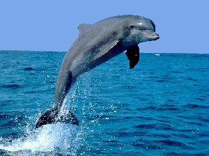 Rate Dolphin