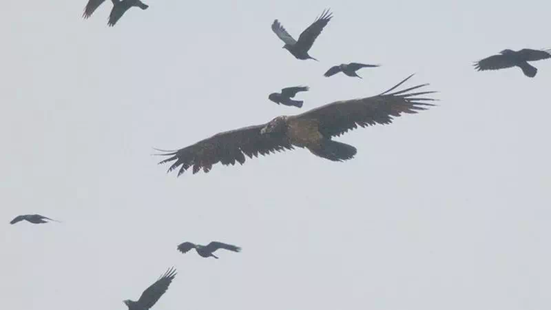 Bearded vulture Crowds